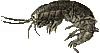 gammarus gif