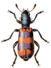 cleridae gif