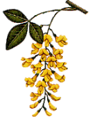 fiore pendente