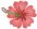 fiore mini
