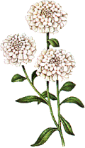 fiore pallon di neve