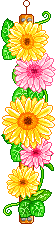 fiore gif margherite colorate