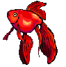 pesce rosso