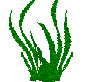 pesce gif