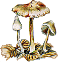 funghi lamelle