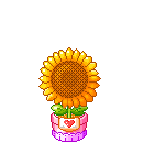 vaso girasole