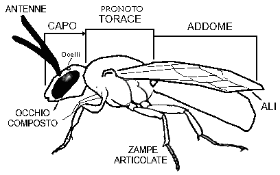 Come è composto il corpo di un insetto