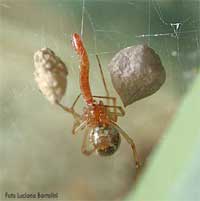 Therididae con una panattiera