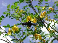 Fiori di Colutea arborescens con Xylocopa violacea