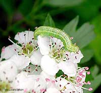 Bruco verde Operophtera brumata