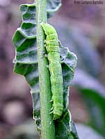 Bruco che mangia una foglia di cavolo nero