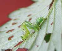 Piccolo bruchino verde