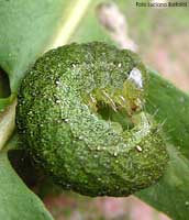 Bruco verde