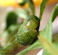 Bruco verde Noctuidae sp.
