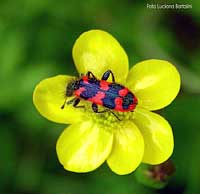 trichodes alvearius