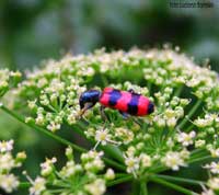 trichodes apiarius