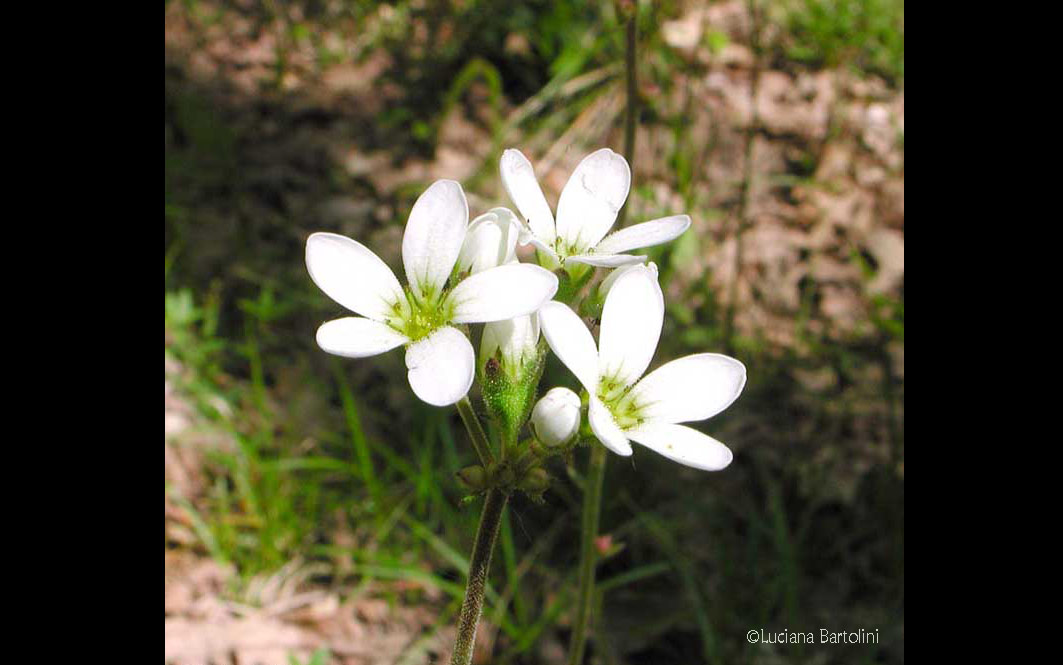 Saxifraga bulbifera - Sassifraga bulbifera - Saxifragacee