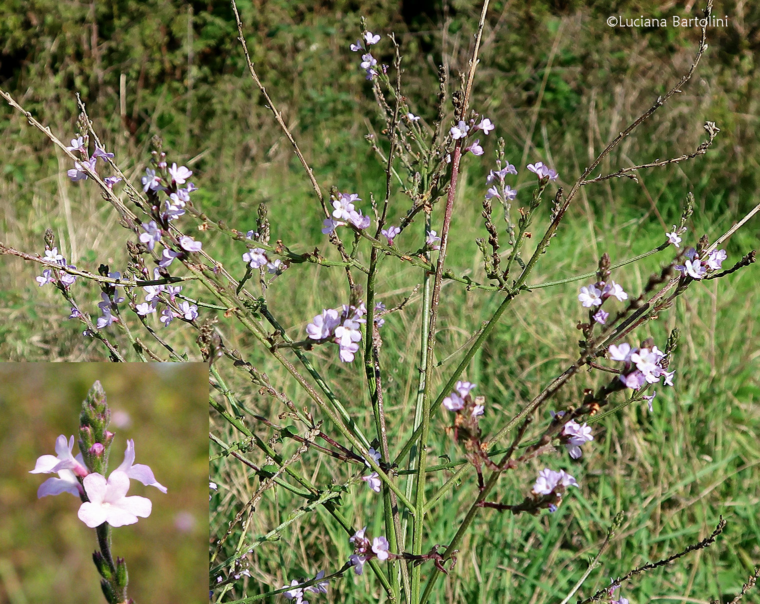 verbena comune 