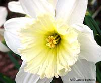 Narciso tutto bianco, Narcissus pseudonarcissus