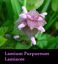 Fiori di Lamium Purpureum 'falsa ortica purpurea'