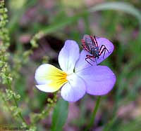 Sphedanolestes cingulatus sulla viola del pensiero