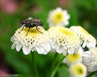 Dittero sopra un fiore bianco