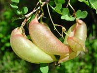 Baccelli di Colutea arborescens