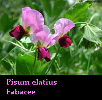 Pisum elatius