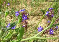 pianta di Buglossa azzurra - Anchusa azurea