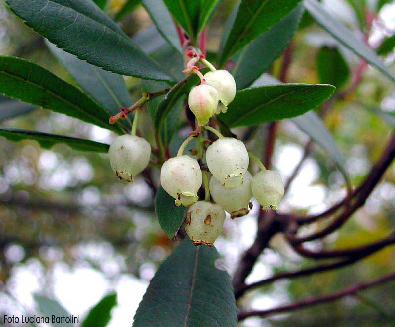 Arbutus unedo - CorbÃƒÂ¨zzolo - Ericacee