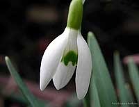 particolare del fiore di Bucaneve