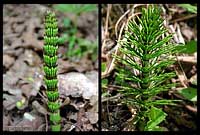 Equisetum  telmateja