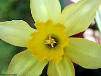 Narciso giallo