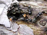 formiche carpentiere Camponotus