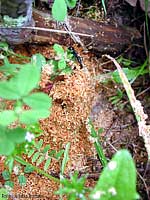 formiche carpentiere nell'incessante lavoro di scavo per la costruzione del nido
