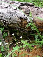 Formiche che scavano un tronco di legno caduto a terra
