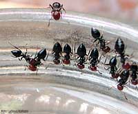 Crematogaster scutellaris che bevono