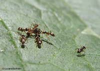 gruppo di Lasius che hanno circondato un'altra piccola formica