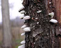 Funghi nati su di un tronco - 12.1.2005