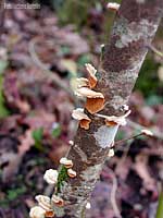 funghi nati su di un tronco Stereum sp. - 12.1.2005