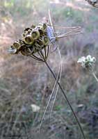 Tyslopsis lilifolia una cavalletta dalle lunghe antenne