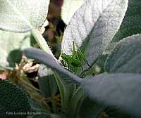 Cavalletta verde sulla salvia