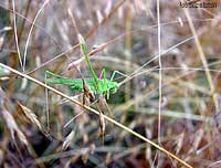 Cavalletta verde Tyslopsis lilifolia