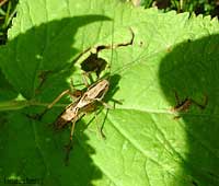 Cavalletta Sepiana sepium