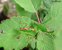 Leptophyes punctatissima maschio e femmina