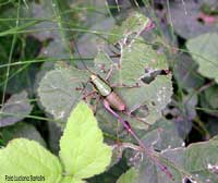 Eupholidoptera chabrieri