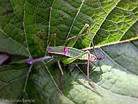 Maschio di Polysarcus denticauda