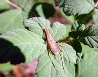 Oecanthus pellucens