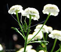 Grillino su fiore