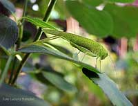 Cavalletta Phaneroptera sp.